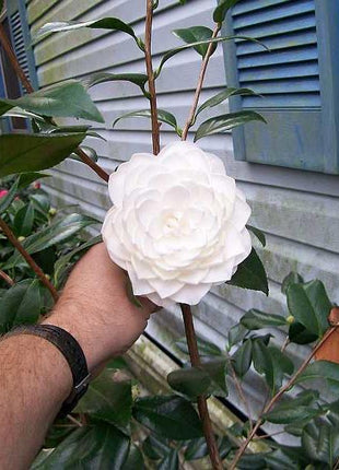 Camellia japonica seeds