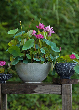 Bowl Lotus: Embracing Zen through Blossoms