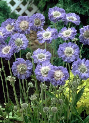 Scabiosa Comosa Seeds