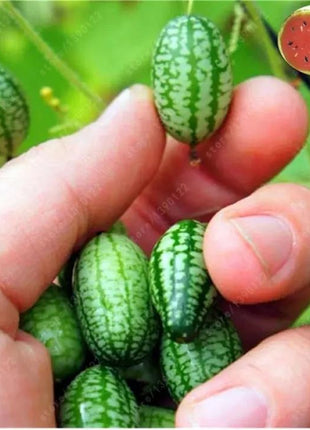 RARE SEEDS THUMB WATERMELON SEEDS