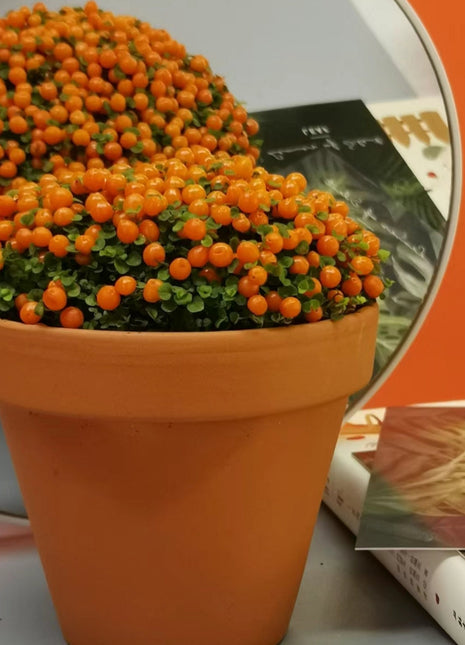 Pearl Orange Succulent Potted Plant