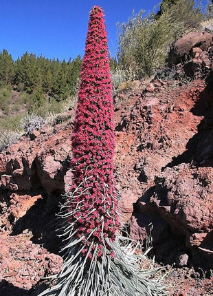TOWER OF JEWELS Red Bugloss Echium Wildpretii Ruby Hummingbird Flower Seeds *Flat Shipping