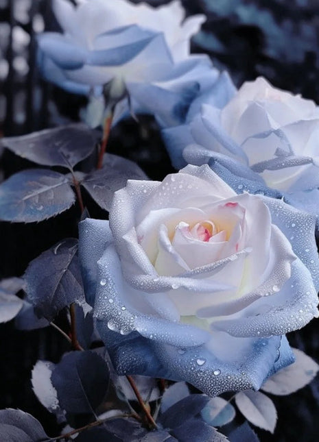 Rare Blue Chill Rose Seeds
