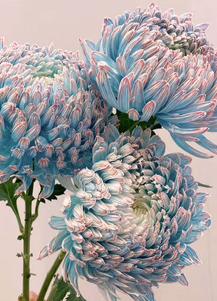 Blue Chrysanthemum Seeds, Rare Perennial Flower Plant