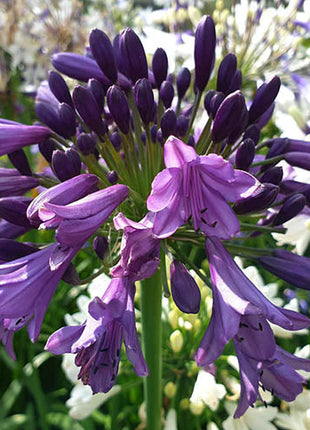 Agapanthus africanus 'Poppin Purple'