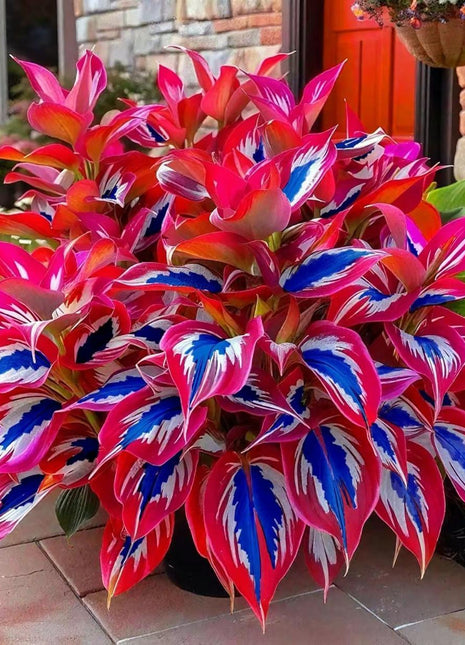 800pcs Mixed Color Hosta Seeds – Vibrant Shade-Loving Foliage for Stunning Ground Cover