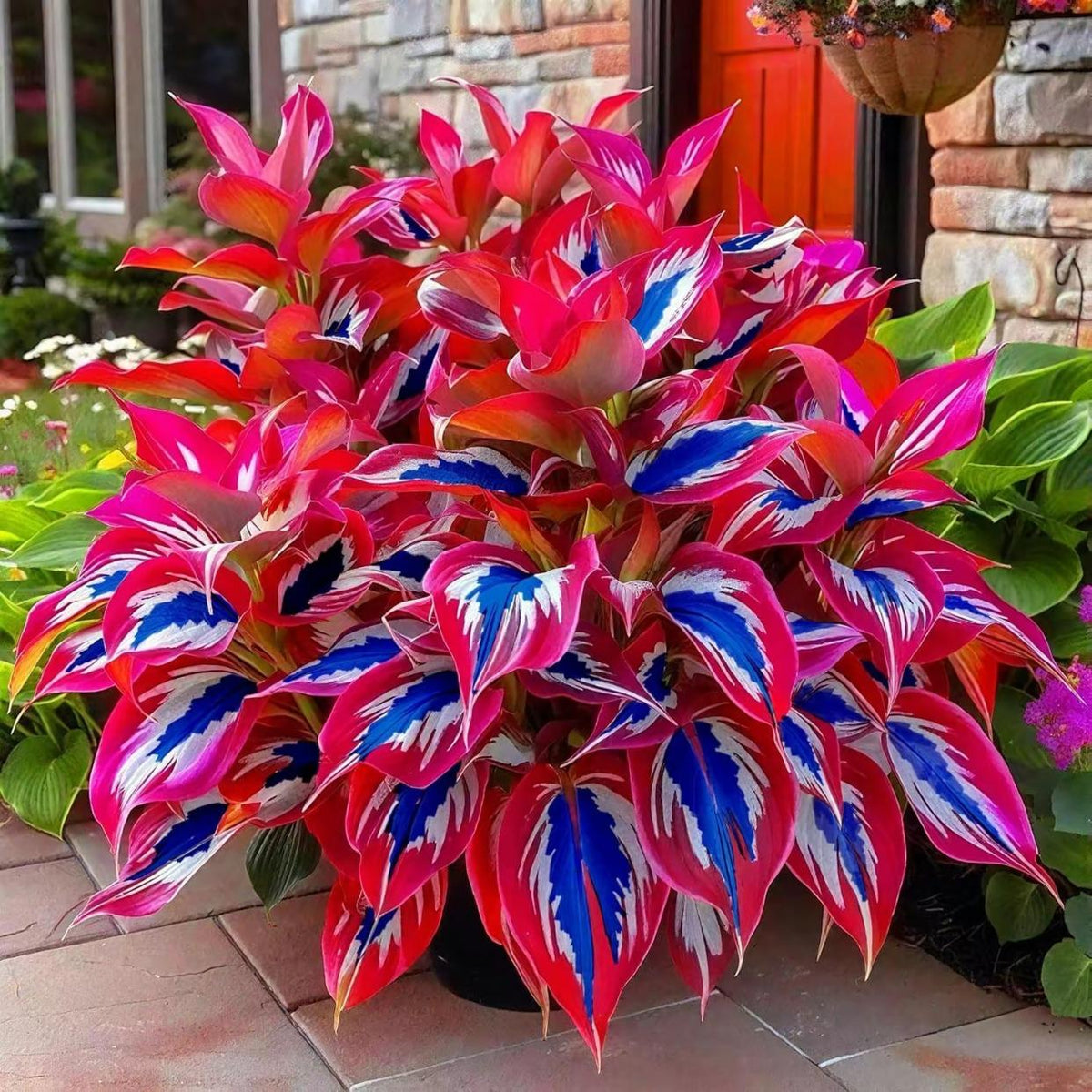800pcs Mixed Color Hosta Seeds – Vibrant Shade-Loving Foliage for Stunning Ground Cover