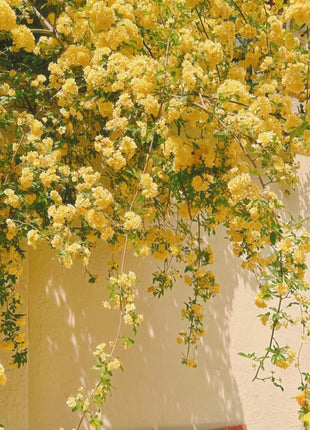 Yellow Banks Rose Seeds-Symbolizes Elegance and Happiness