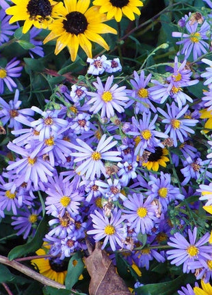 🌼 Superstar Aster Collection: Late Summer to Fall Beauty