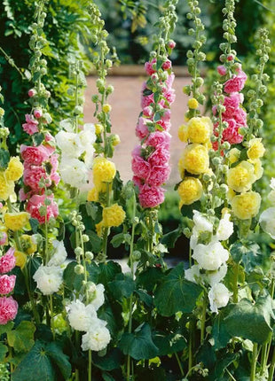 300+ Hollyhock Seeds Carnival Mix Giant Mallow Double Hollyhock Flowers Seed Perennial Outdoor Home Garden Flower