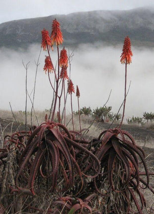 50Pcs ALOE CAMERONII - Red Aloe Vera