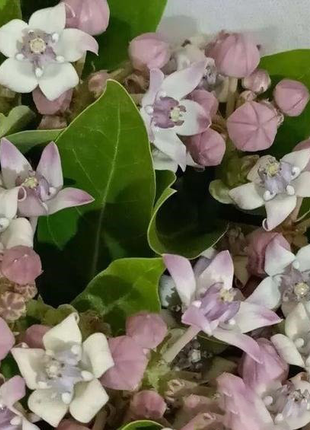 Candy Flower,Horn Melon Flower