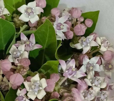 Candy Flower,Horn Melon Flower