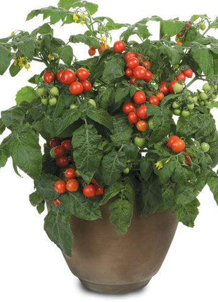 Tempting Tomatoes - Goodhearted