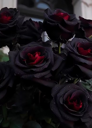 Rare Black Red Rose Flower Seeds