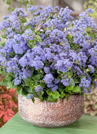 Ageratum Seeds—Heirloom Seed