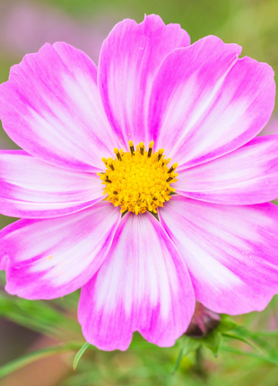 🌺Cosmos - Blooming Means Happiness And Luck