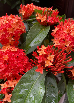 Dragon Boat Flower Seeds