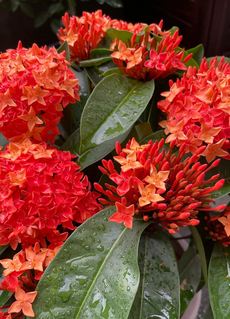 Dragon Boat Flower Seeds