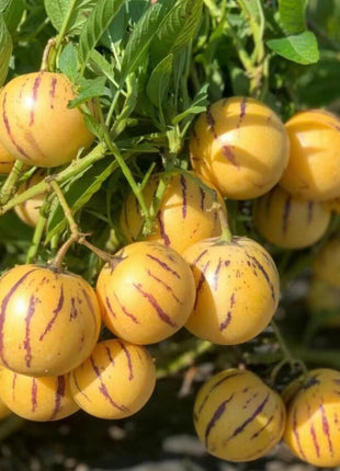 Solanum Muricatum Melon Pear Seeds