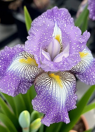 Black and Red Leopard-Patterned Iris (Iris spp.)