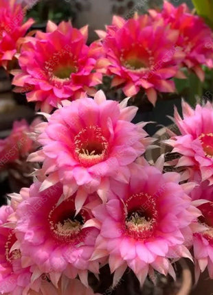 Prickly Pear🌺Flowering Varieties
