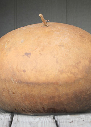 Basket Gourd Lagenaria Siceraria Seeds