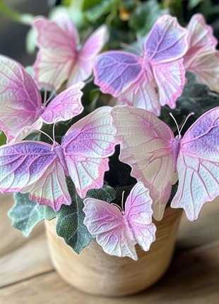 Begonia 'Meteor Butterfly'