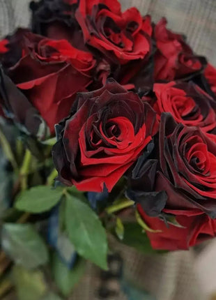 Twin Red Black Rose