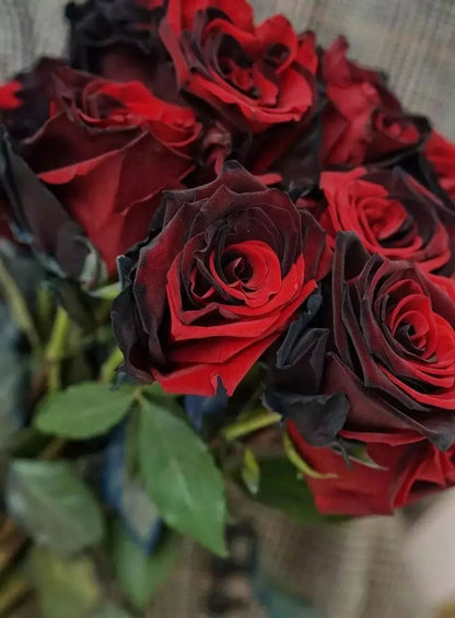 Twin Red Black Rose