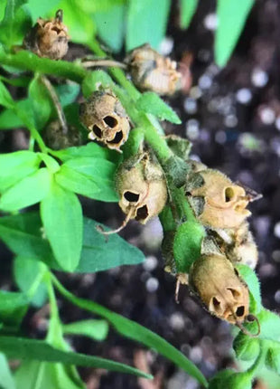 Snapdragon's Skull Flower Custom Mix Seeds