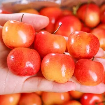 🍒Rainier Cherry Fruit Seeds(🌿99% Germination)