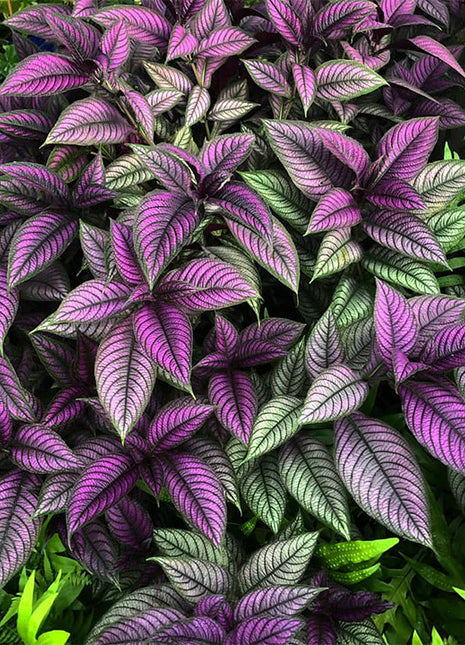 Persian Shield Hued Foliage Plant