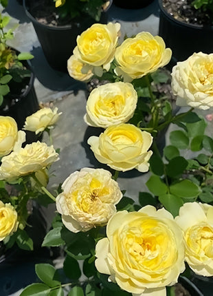 【 Repeat Blooming】🌹Climbing Rose Seeds - Luck Rises