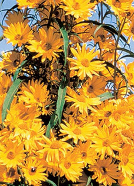 Giant Maximillian Sunflower Seeds - Perennial Sunflower