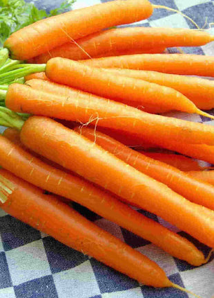 Carrot Nantindo F1