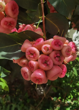 Pink Lotus Mist Seeds