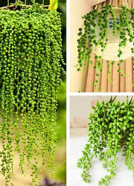 Pearl Chlorophytum Seeds