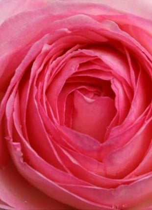 Pink Lady Rose Climbing Seeds