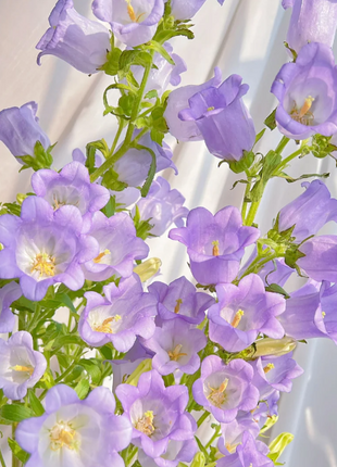 🔔Bellflower Seeds—Lucky Flower