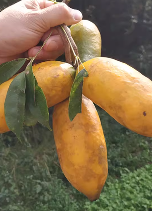 Stauntonia Leucantha Seeds