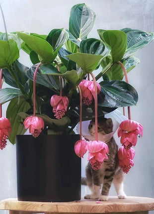 Medinilla Magnifica Flower Seeds