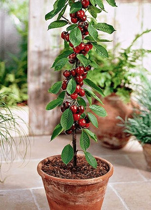 Rainier Cherry Fruit Seeds(Buy 3 Get 1 Free)