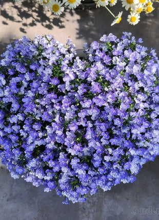 🌈Optimal Carpet Plant✨Creeping Lobelia Erinus Seeds