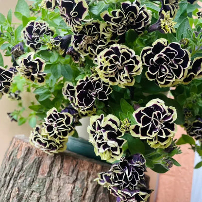 Double Petunia Seeds