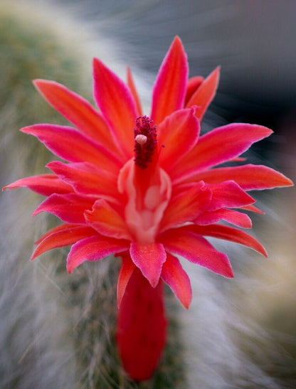 50Pcs Hildewintera Colademononis * Stunning Monkey Tail Cactus