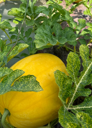 Gold In Gold Hybrid Watermelon Seeds
