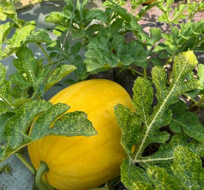 Gold In Gold Hybrid Watermelon Seeds
