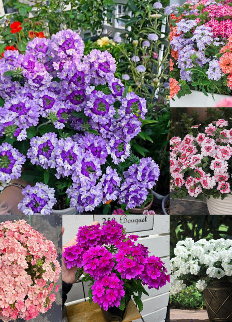 💐Garden Verbena Seeds