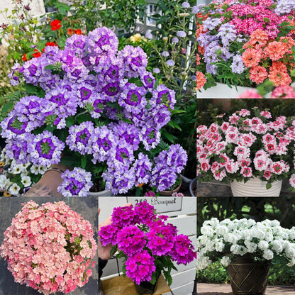 💐Garden Verbena Seeds